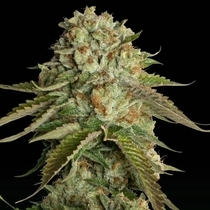 Kosher Kush Female (DNA Genetics Seeds) Cannabis Seeds