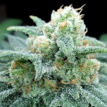 Electric Koolaid Female (Grateful Seeds) Cannabis Seeds