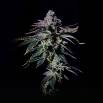 Gasmint Female (Grateful Seeds) Cannabis Seeds