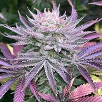 Nasty Runtz Female (Grateful Seeds) Cannabis Seeds