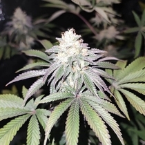 Mind Fuelz Female (Grateful Seeds) Cannabis Seeds