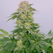 Tropical Rain Female  (Grateful Seeds) Cannabis Seeds