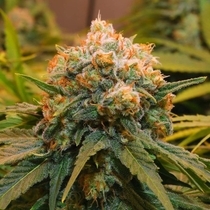 Papaya Bx1 Cannabis Seeds