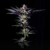 Rotten Rainbow Female (Grateful Seeds) Cannabis Seeds