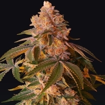 Happy Ending Female (Grateful Seeds) Cannabis Seeds