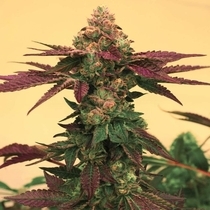 Melted Rainbow Female (Grateful Seeds) Cannabis Seeds