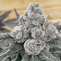Strawberry Gummies Feminized (Grounded Genetics) Cannabis Seeds
