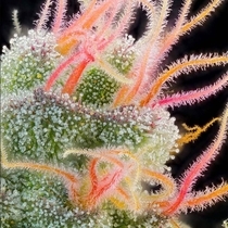 Pink Honey Feminized (Grounded Genetics) Cannabis Seeds