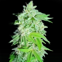 Banana Oreoz Feminized (Holy Smoke Seeds) Cannabis Seeds