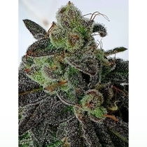 Gold Barz Feminized (Holy Smoke Seeds) Cannabis Seeds