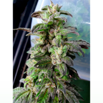 (Holy Smoke Seeds) Cannabis Seeds