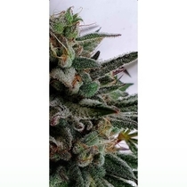 Raspberry Oreoz Feminized (Holy Smoke Seeds) Cannabis Seeds
