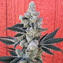 Flow State (Symbiotic Genetics) Cannabis Seeds
