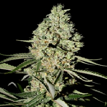 Super Critical (Green House Seeds) Cannabis Seeds