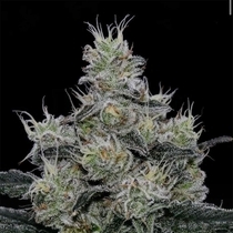 Grease Fire (Symbiotic Genetics) Cannabis Seeds