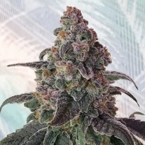 Full Zest Regular (Symbiotic Genetics) Cannabis Seeds