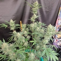 Compton Qoolaid Autoflowering (Night Owl Seeds) Cannabis Seeds
