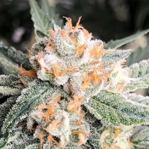 Candied Orange (Symbiotic Genetics) Cannabis Seeds