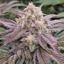 CPT OG Autoflowering (Night Owl Seeds) Cannabis Seeds