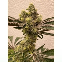 Bitter Orange (Symbiotic Genetics) Cannabis Seeds