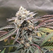 Divinations Autoflowering (Night Owl Seeds) Cannabis Seeds