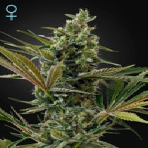Super Lemon Haze Autoflowering CBD (Green House Seeds) Cannabis Seeds