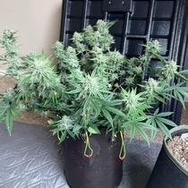 Instant Classik Autoflowering (Night Owl Seeds) Cannabis Seeds