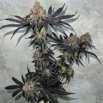 Miracle Fruit (Symbiotic Genetics) Cannabis Seeds
