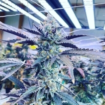 Kiyomi (Symbiotic Genetics) Cannabis Seeds