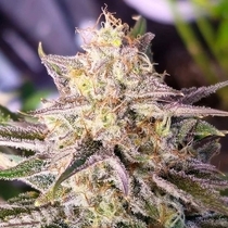 Microverse Morsels V2 Autoflowering (Night Owl Seeds) Cannabis Seeds