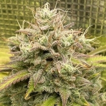 Outlier V Autoflowering (Night Owl Seeds) Cannabis Seeds