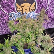 Strawberry Popesicle Autoflowering (Night Owl Seeds) Cannabis Seeds