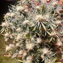 Vanilla Fizz V2 Autoflowering (Night Owl Seeds) Cannabis Seeds