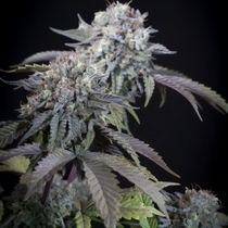Gulupa Female (Paradise Seeds) Cannabis Seeds