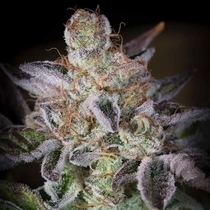 Sweetopia Female (Paradise Seeds) Cannabis Seeds