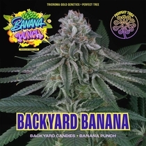 Backyard Banana Regular (Perfect tree seeds) Cannabis Seeds