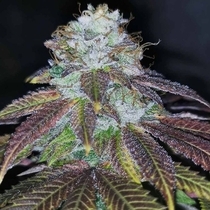 Squirterz Female (Pheno Finder Seeds) Cannabis Seeds