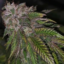 Dirty Kuntz Female (Pheno Finder Seeds) Cannabis Seeds