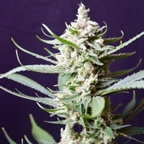 Sunset Flame Regular (Pot Valley Seeds) Cannabis Seeds