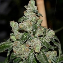Dark Energy Regular (Pot Valley Seeds) Cannabis Seeds
