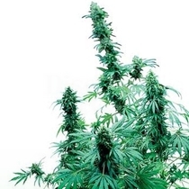 Early Skunk Female (Sensi Seeds Research) Cannabis Seeds