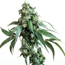 Jack Flash 5 Female (Sensi Seeds Research) Cannabis Seeds