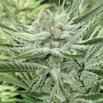 Nam Wah Feminized (Symbiotic Genetics) Cannabis Seeds
