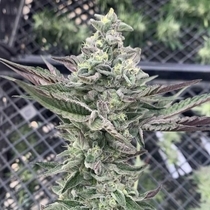 Ginger Mints Feminized (Symbiotic Genetics) Cannabis Seeds