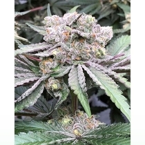 Baccarat Feminized (Symbiotic Genetics) Cannabis Seeds