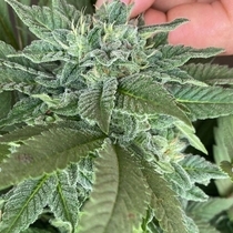Beauty Punch Feminized (Cali Connection Seeds) Cannabis Seeds