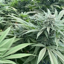 Delizie al Limone Feminized (Cali Connection Seeds) Cannabis Seeds