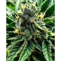 Gelato al Limone Feminized (Cali Connection Seeds) Cannabis Seeds
