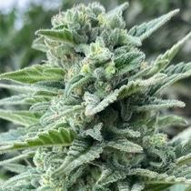 Lemoncino Feminized (Cali Connection Seeds) Cannabis Seeds