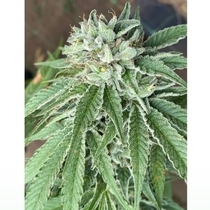 Semifreddo al Limone Feminized (Cali Connection Seeds) Cannabis Seeds